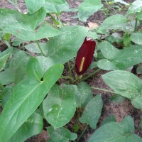 Typhonium flagelliforme (G.Lodd.) Blume